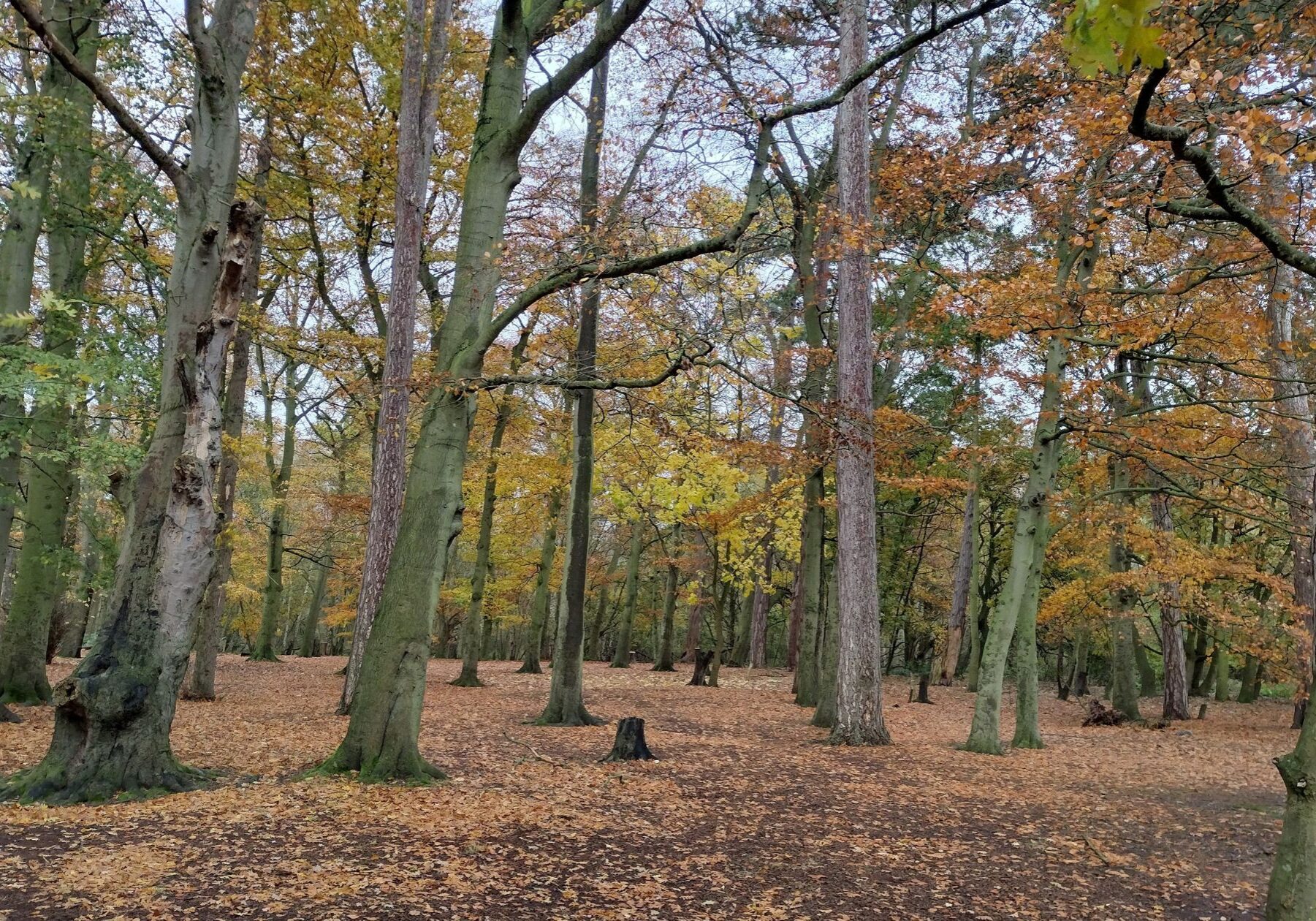 Woodland