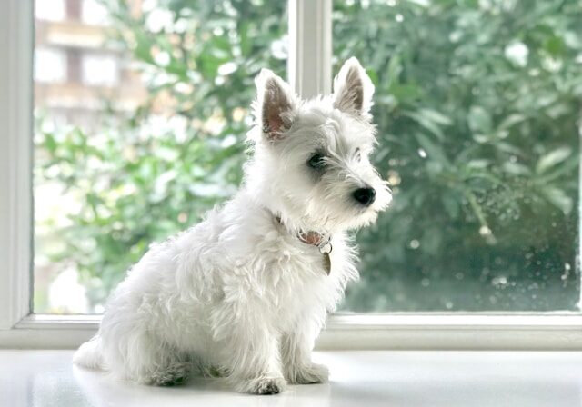 Westie Dog-lydia-tan-unsplash
