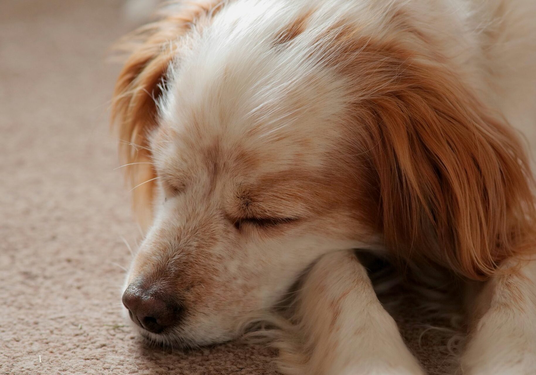 Sleeping dog