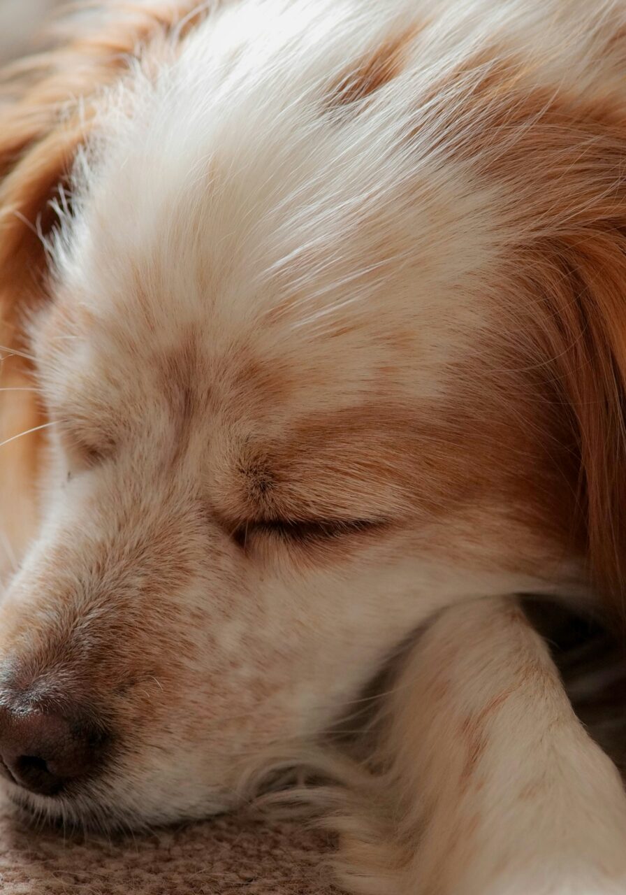 Sleeping dog