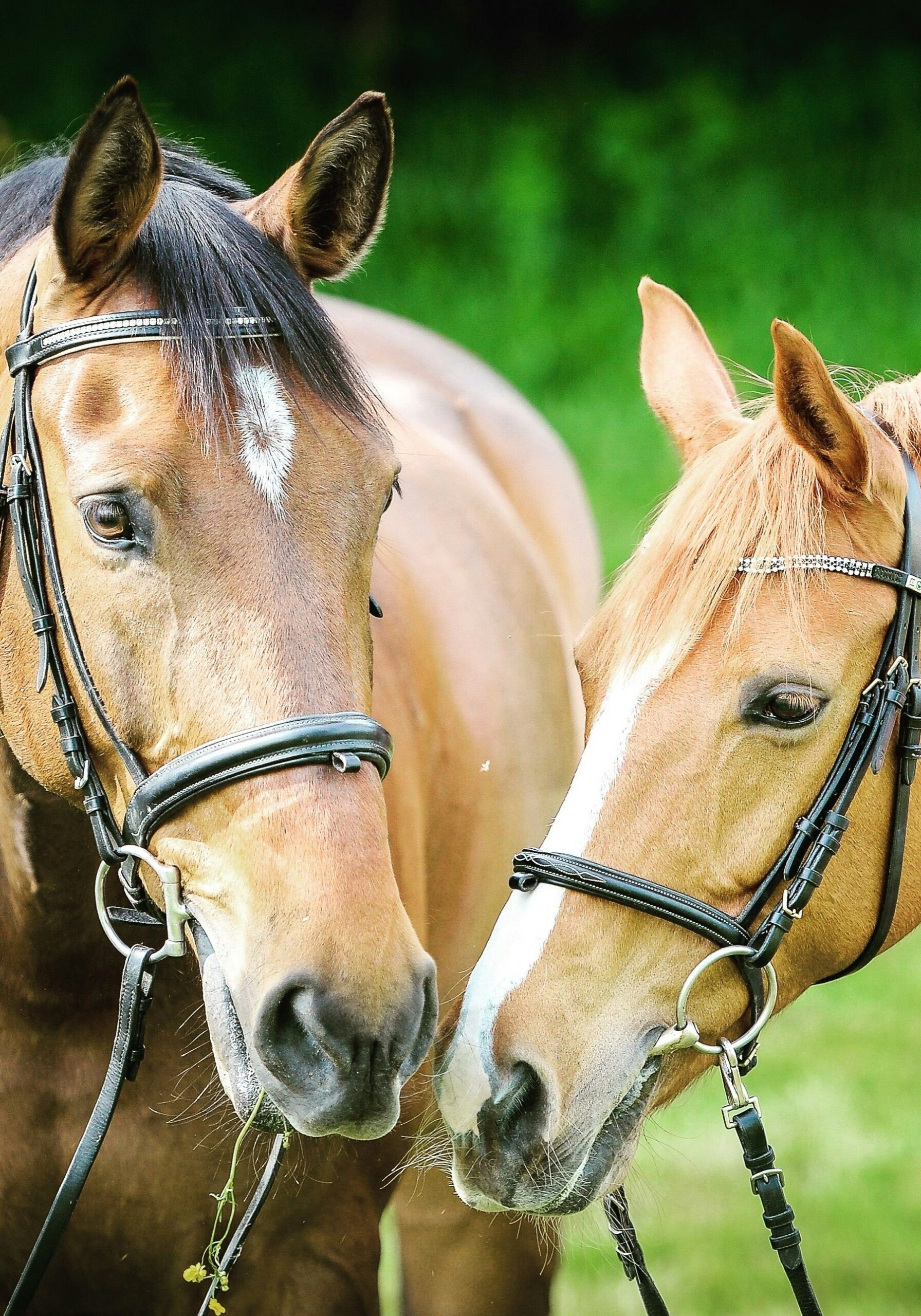 Horses
